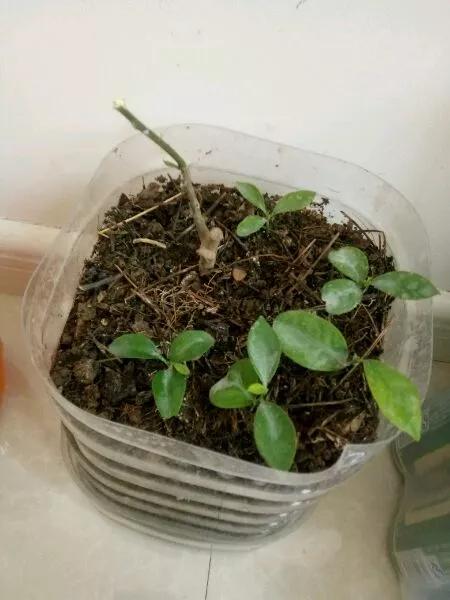 橘子籽如何种出来，吃橘子剩下的籽不要扔