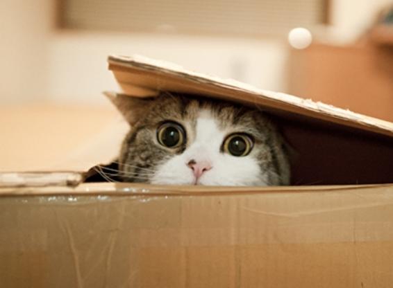 猫叫什么名字好听，猫咪起啥名字好听小白猫