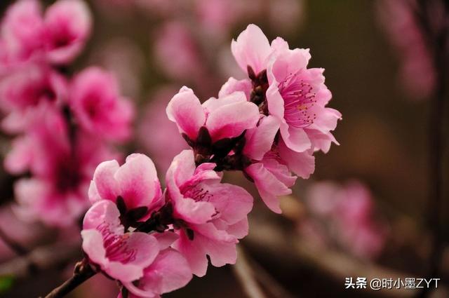 三月春风似剪刀的诗词，诗词里的三月如沐春风