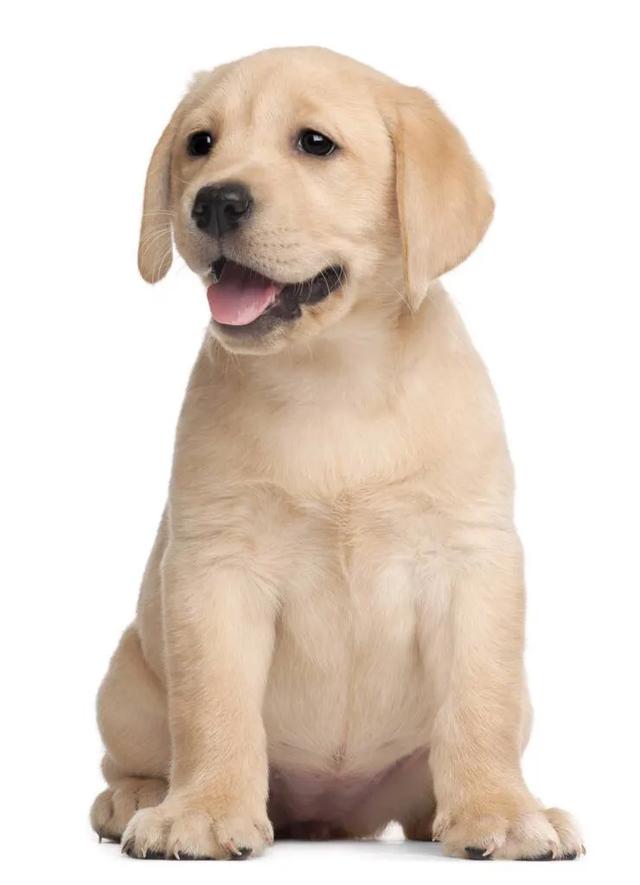 金毛寻回犬电影，不友善的六种小型犬（其他十部关于狗狗的电影）