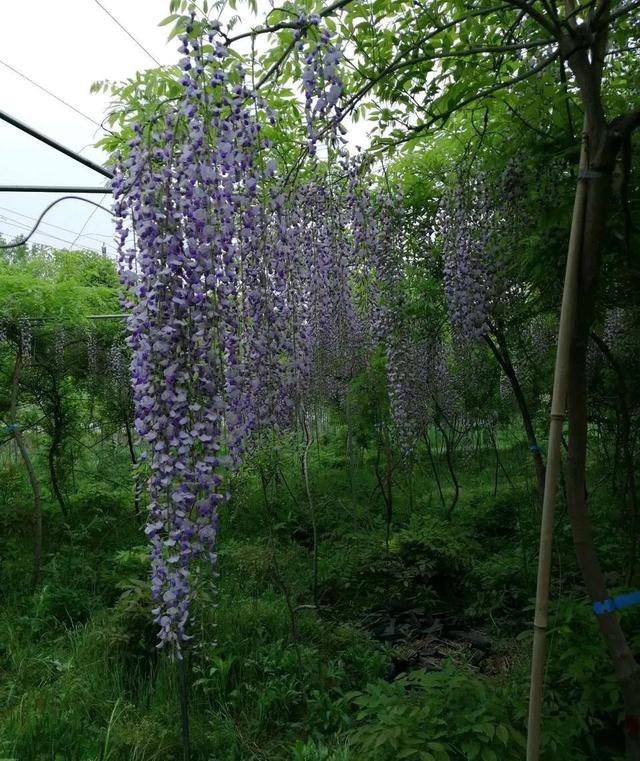 紫藤怎么养才能开花，不养一盆就太可惜了