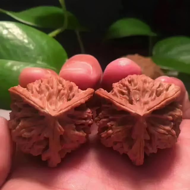 核桃盘多久能红，核桃怎么盘红得快（7天，核桃盘成牛津红）