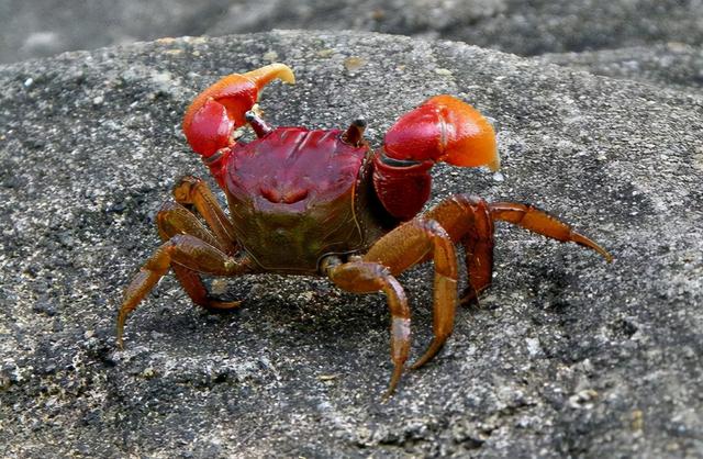 捕捉螃蟹的方法和技巧，它是螃蟹的一种