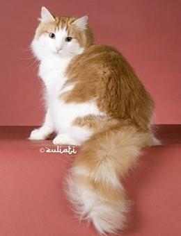 世界名猫品种，世界名猫品种大全