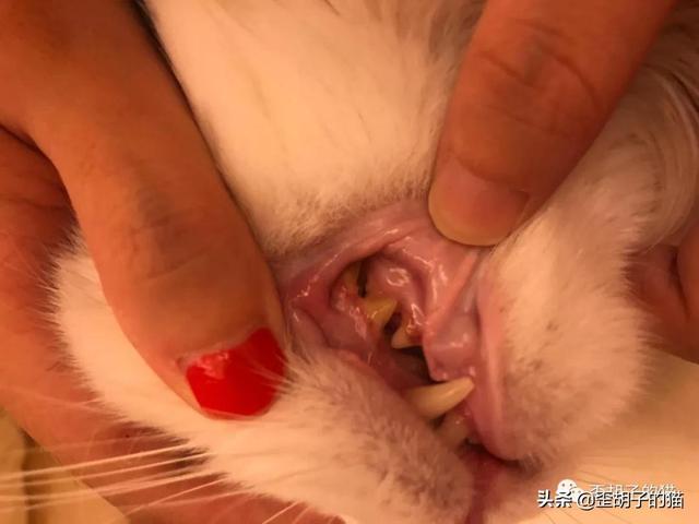 猫咪嘴臭怎么去除，猫咪口臭怎么办