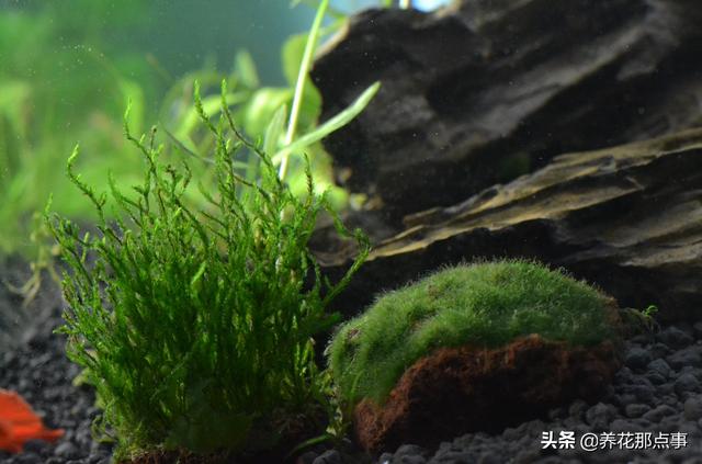 养殖热带鱼鱼缸如何装饰，在客厅养热带鱼