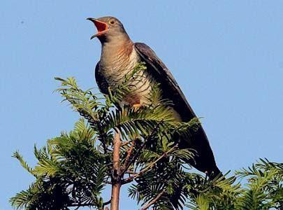 杜鹃啼血猿哀鸣，杜鹃啼血这个小故事