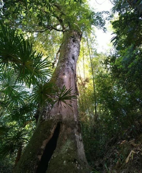 唐诗红豆生南国，赞美南国红豆的唯美诗句