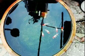 观赏鱼多久喂一次食，观赏鱼要多久喂一次