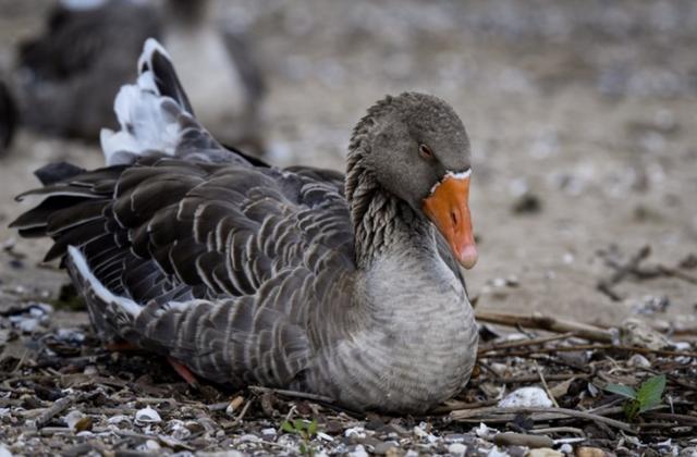 苏东坡10句名言，拣尽寒枝不肯栖