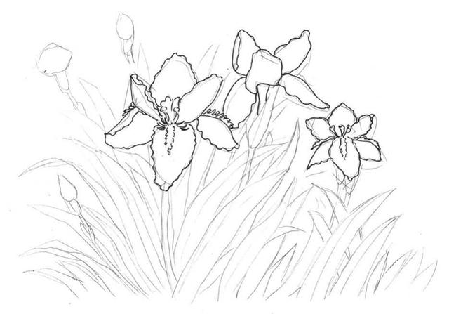 钢笔画入门基本步骤，钢笔画入门步骤详解