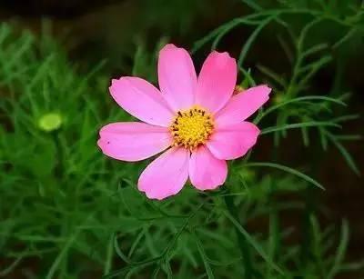 花语代表治愈的花，100种花的花语养养眼