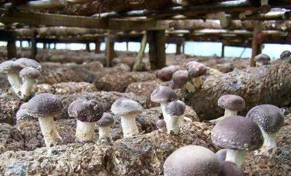 香菇人工菌的种植技术，你一定很少见过