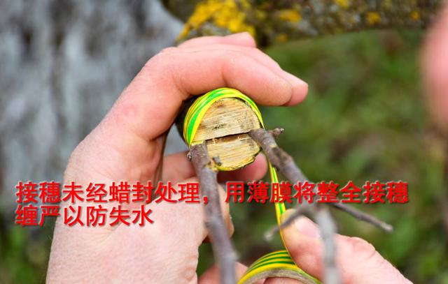 桃树嫁接时间和方法，桃树嫁接时间和梨树嫁接方法（桃树嫁接时间与方法）
