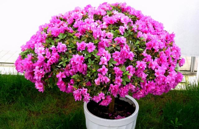 家庭盆栽杜鹃花好养吗，拿白醋养杜鹃栀子花