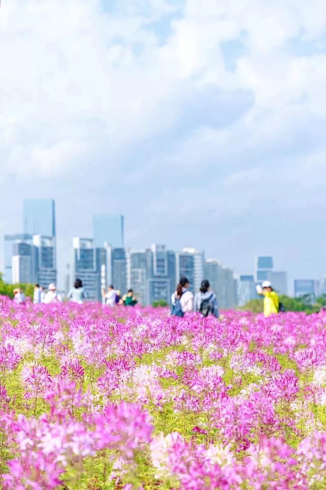 深圳旅游攻略景点推荐，深圳十条旅游路线（不完整的旅游景点和美食选择）