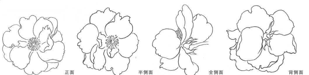 线描花卉画法图解，画完这一篇你的手再不是爪