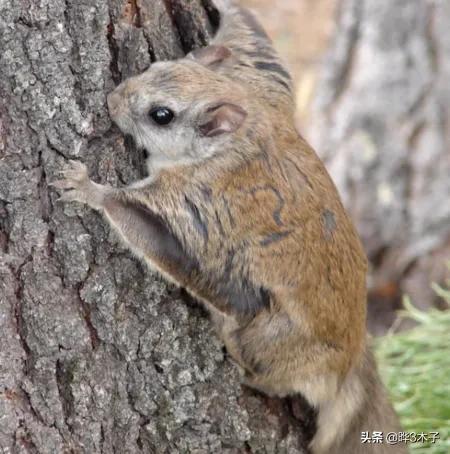 二年级语文上册部编版寒号鸟，3篇小学课文帮孩子领略大雪之美