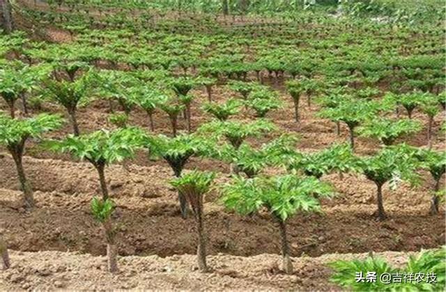 坡地魔芋种植技术方法，魔芋种植技术