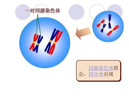 为什么说一滴精十滴血，精子是如何形成的