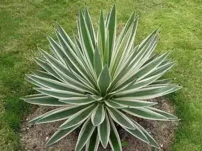 花语代表治愈的花，100种花的花语养养眼