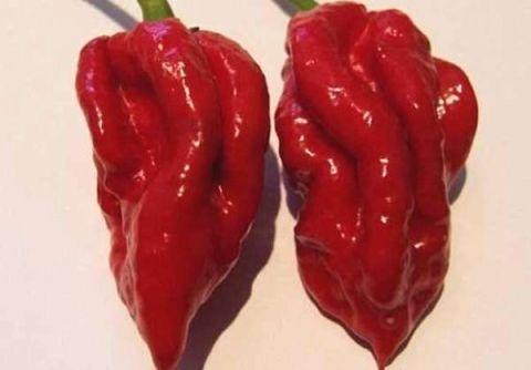 世界上最辣的辣椒，世界上最辣的五种辣椒（世界上最辣的10种辣椒）