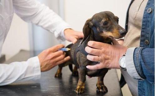 不掉毛的小型犬，好养不吵不掉毛无异味的小型犬（这6种不仅脾气好，还不掉毛）