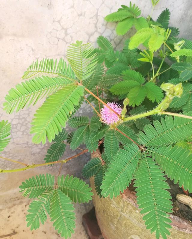 八种常见有毒花，这15种大毒花