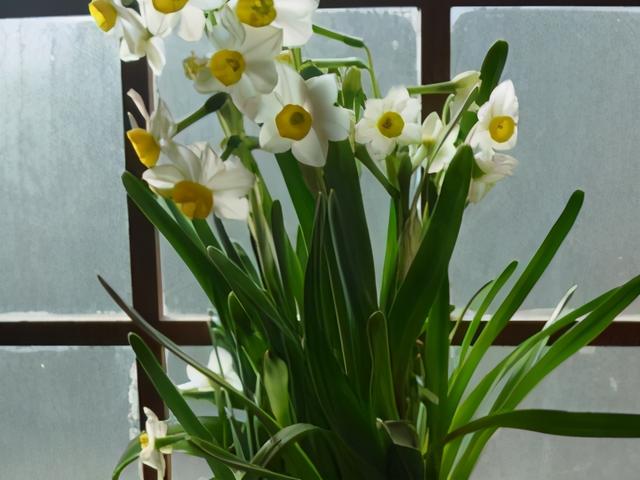 水仙花的养殖方法水培，如何养殖水培水仙花（新手也能养出漂亮的水仙花）