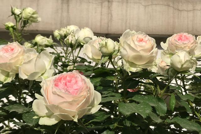 各种家庭阳台花养法，你的阳台还缺花花吗