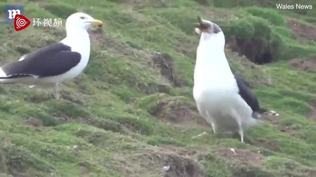 楼顶发现一只海鸥，偷喝游客遗漏的酒