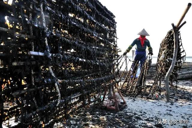 紫菜和衣藻区别，人教版七年级生物上册知识点详细汇编