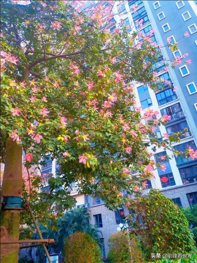 海南省花叫什么花，海南省花——三角梅