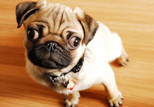 巴哥犬怎么训练，一年的巴哥犬训练方法（而是宠主没有做到这5点）