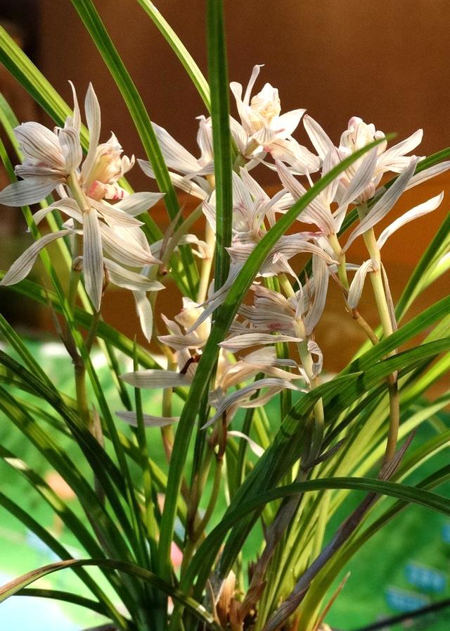 野生兰花五到七月开的是什么兰花，细说5款兰花珍品