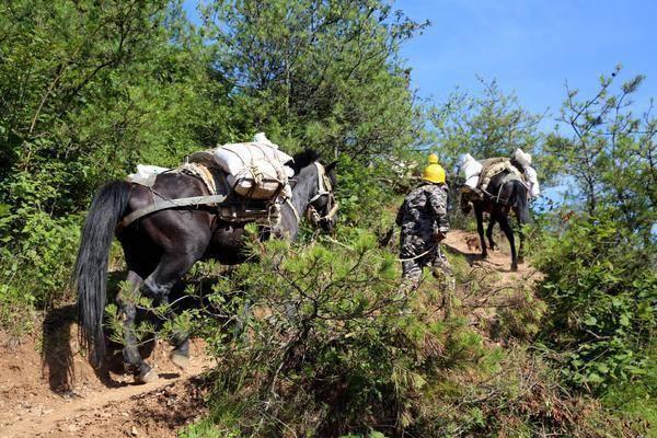 马和驴和骡子区别在哪里，如何区分马、骡子和驴