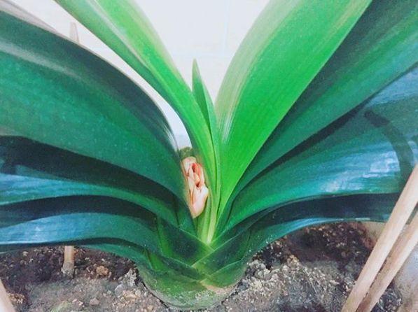 君子兰怎么浇水，君子兰正确浇水原则（这才是最正确的方法）