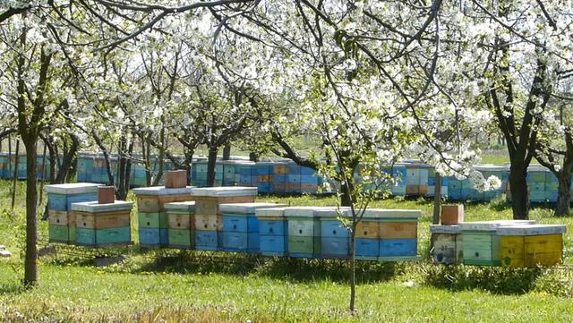 一年四季过下来，正确的蜜蜂养殖方法