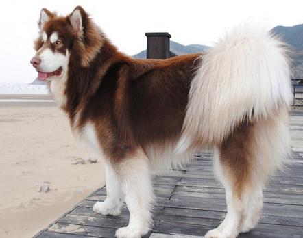 阿拉斯加犬小时候，狗一般有几个月就长成大狗了（毛茸茸的一团太可爱了吧）