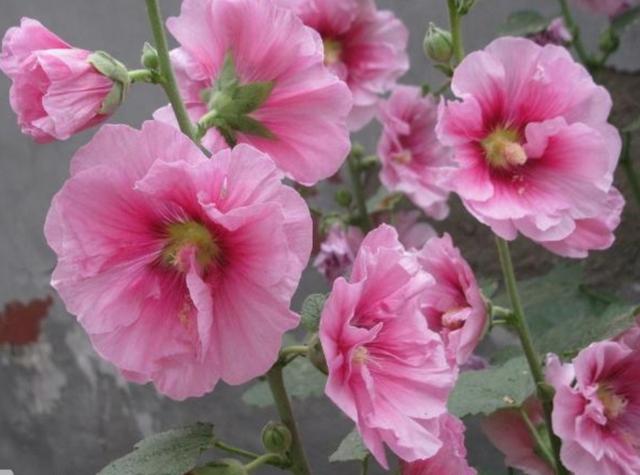 30种适合懒人养的花夏季，蹭蹭疯长、爆盆