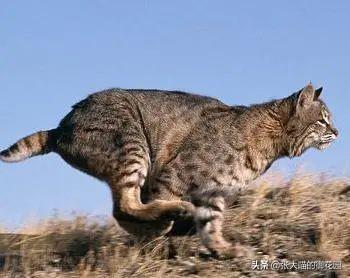 世界上十种凶猛猫咪品种排行榜，盘点十大最傻的猫咪品种