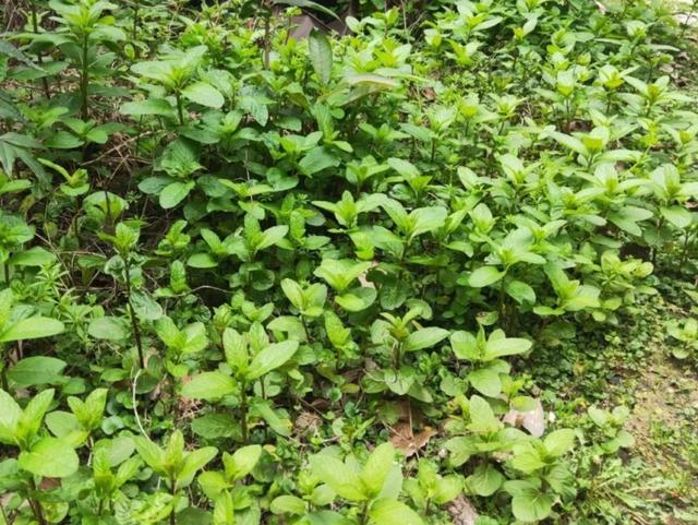 农村100种野菜图片，农村100种常见野菜（让你轻松认识各种野菜和吃法）