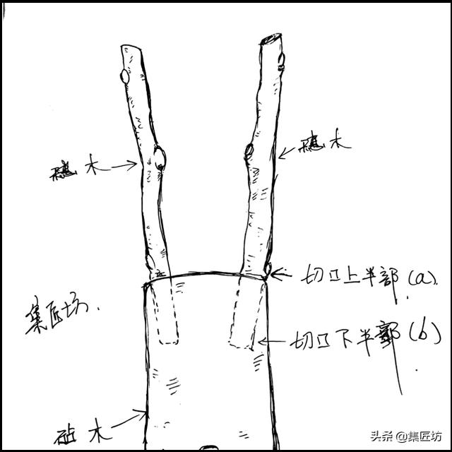 常用的嫁接技术方法，提高嫁接成活率