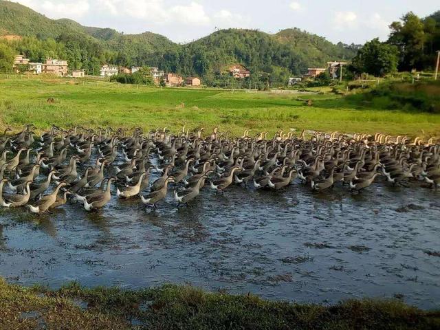 广东白条鹅，广东江门草鹅约7斤包邮到家仅168