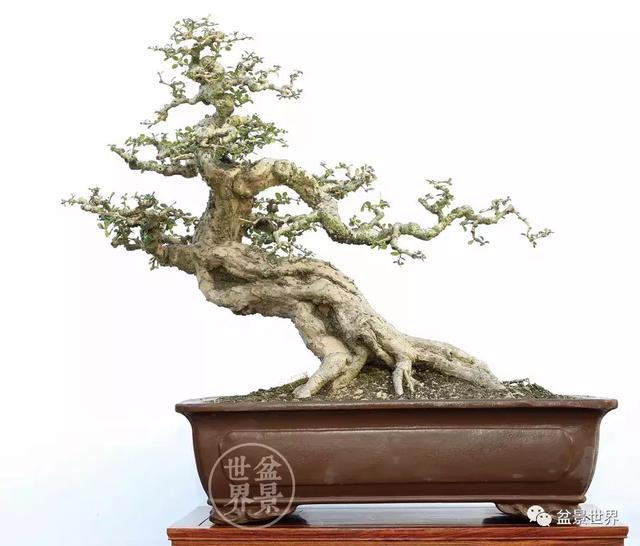 黄杨盆景大全，黄就成老师盆景精品欣赏