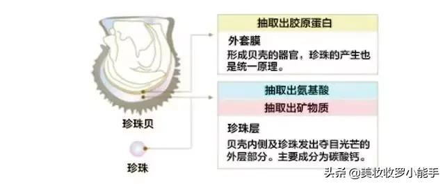 皇室御用珍珠品牌，高品质高颜值珍珠如何挑选