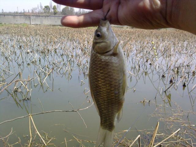朝天钩的优缺点，朝天钩钓鲫鱼好用吗