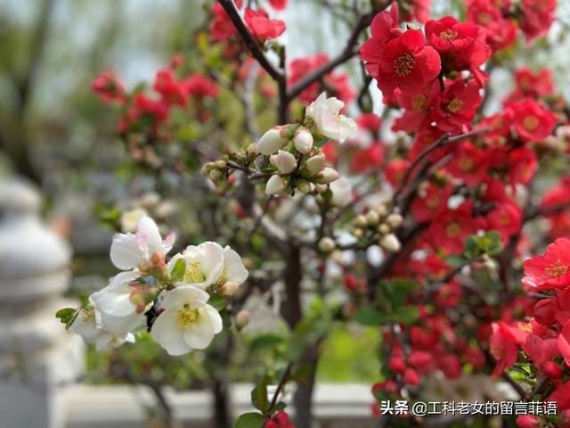 海棠哪个品种最好看，原来海棠有这么多品种
