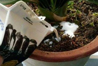 过期牛奶怎么处理，过期牛奶怎么处理合适