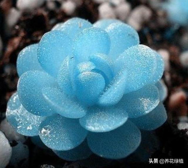 多肉换盆后需要注意哪些事项，多肉植物现在换盆正当时